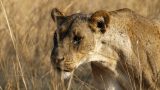 Zambia-w_66