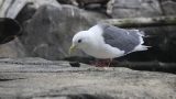 alaska-12
