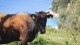 albania-2