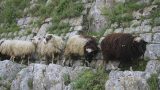 albania-33