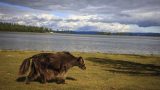 classic-mongolia-15