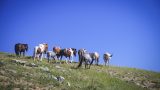 classic-mongolia-19