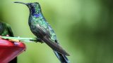 costa-rica-14