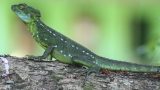 costa-rica-16