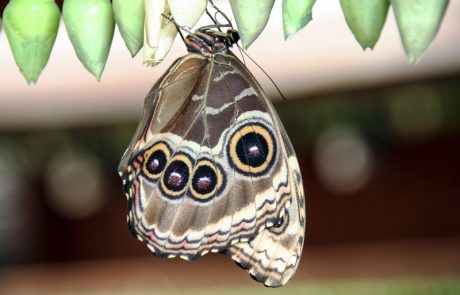 אמריקה הלטינית – קוסטה ריקה