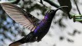 costa-rica-7
