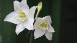 fuana-flora-16