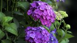 fuana-flora-35