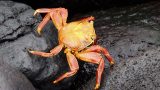 galapagos-1