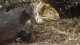 galapagos-14