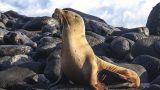 galapagos-17