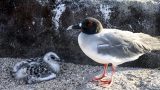 galapagos-18