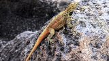 galapagos-2