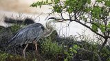 galapagos-20