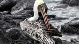 galapagos-3