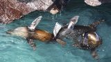 galapagos-8