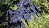 hawaii-3
