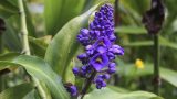 hawaii-8