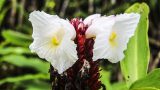 hawaii-9