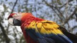honduras-8
