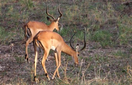 האימפלה (Impala)