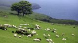 ireland-4