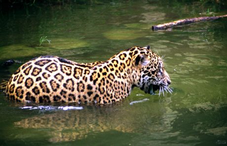 האם ההסוואה בטבע היא מיתוס?