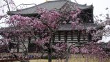 japan-9