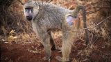 kenya-2