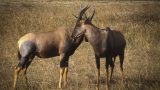 kenya-4