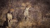 kenya-8