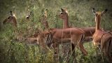 kenya-9