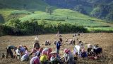 laos-20