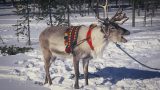 lapland_x-3