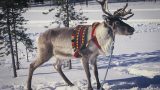 lapland_x-6