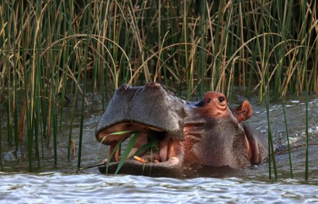 היפופוטאם – בהמות