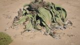namibia_x-6