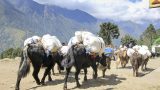 nepal-3
