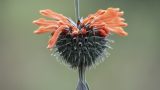 peru-3