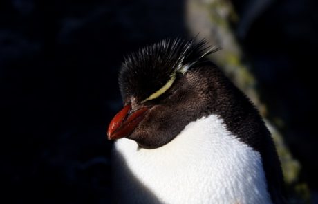 יומן הטיול לאנטארקטיקה 2016 חלק ב