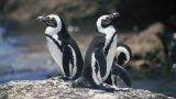 south-africa_x-14