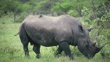 south-africa_x-22