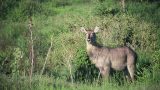 south-africa_x-23