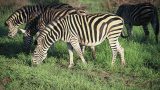 south-africa_x-25
