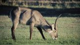 south-africa_x-26