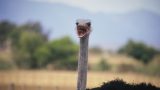 south-africa_x-28
