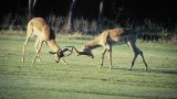 south-africa_x-32