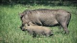 south-africa_x-33