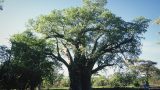 south-africa_x-37