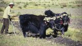 tibet-x-29
